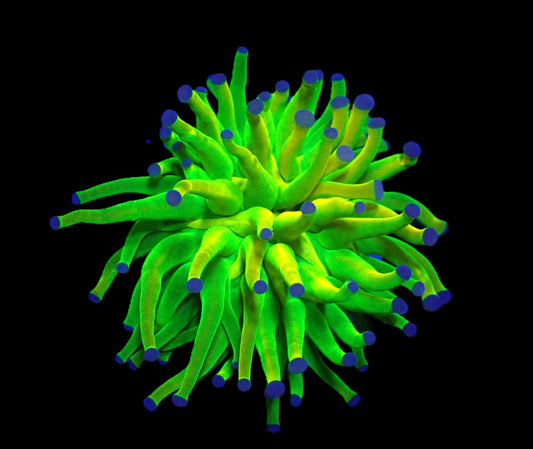 Euphyllia glabrescens (Holy Grail)