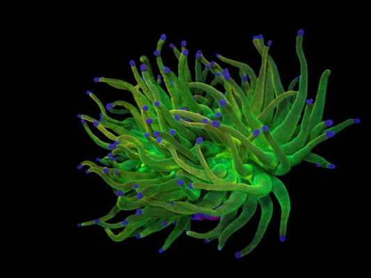 Euphyllia glabrescens (Holy Grail) (M)