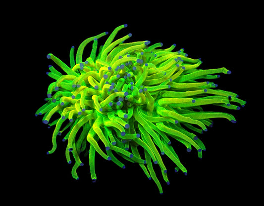 Euphyllia glabrescens (Holy Grail) (S-M)