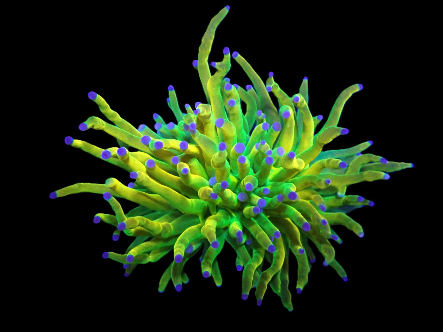 Euphyllia glabrescens (Rapunzel Holy Grail) (M)