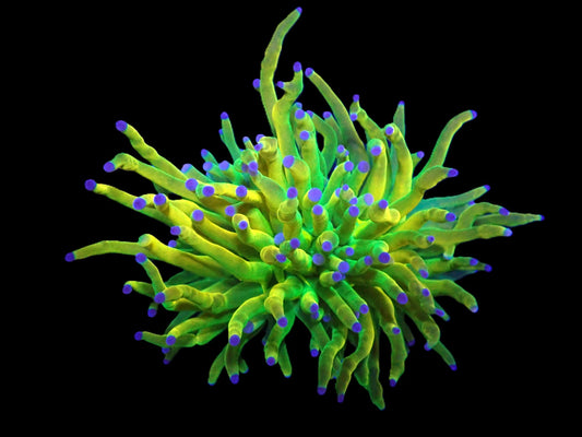 Euphyllia glabrescens (Rapunzel Holy Grail) (M)