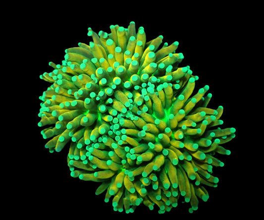 Euphyllia glabrescens (Reverse Tiger) (2 Köpfe)