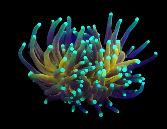 Euphyllia glabrescens (Tiger Torch) (2Köpfe)