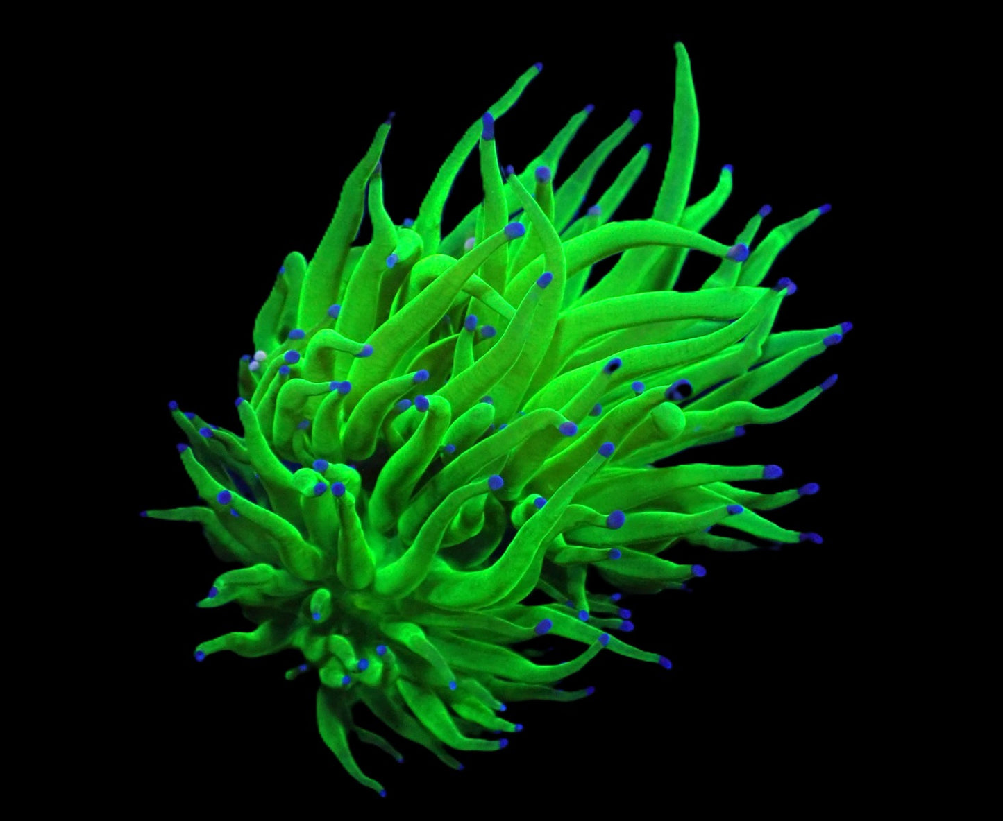Euphyllia glabrescens (Vibrant)