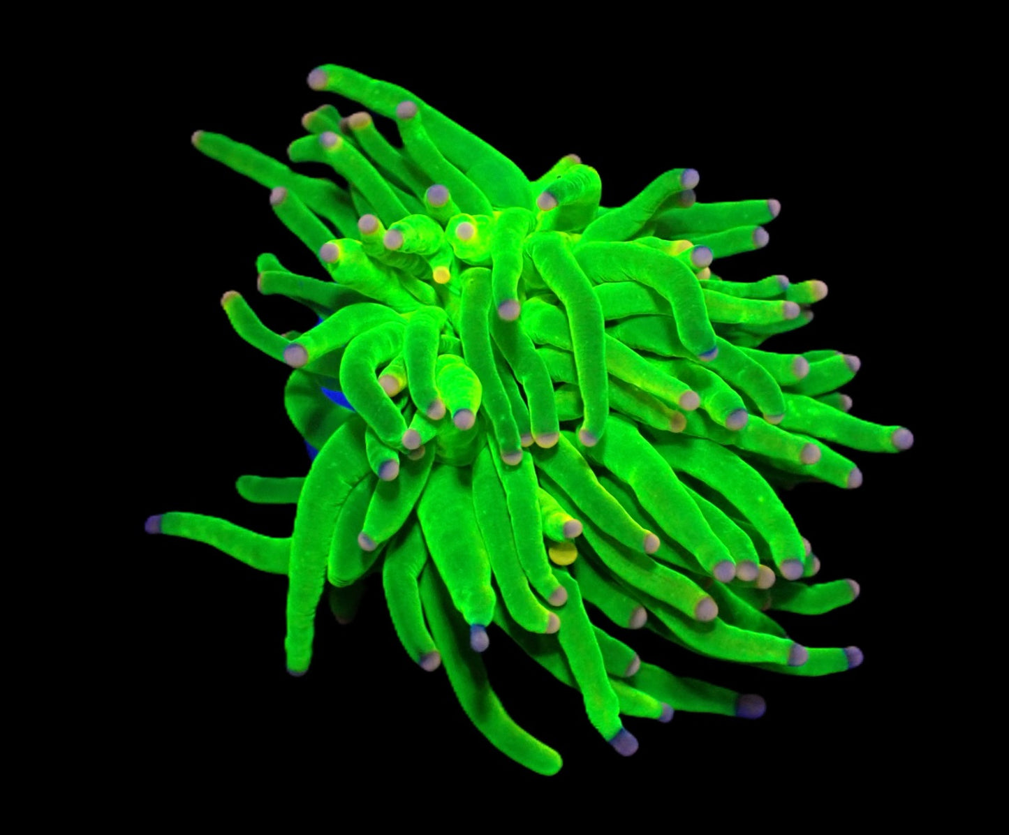 Euphyllia glabrescens (Neon Grün-Pink Tip) (1Kopf)