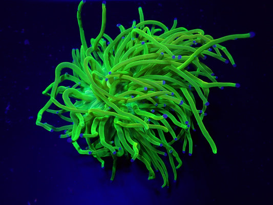 Euphyllia glabrescens (Vibrant Green)