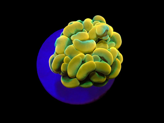 Euphyllia paraancora (Gold)