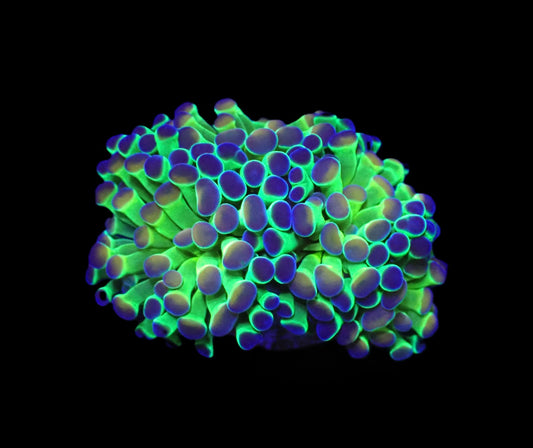 Euphyllia paraancora (Hologram) 2 Köpfe
