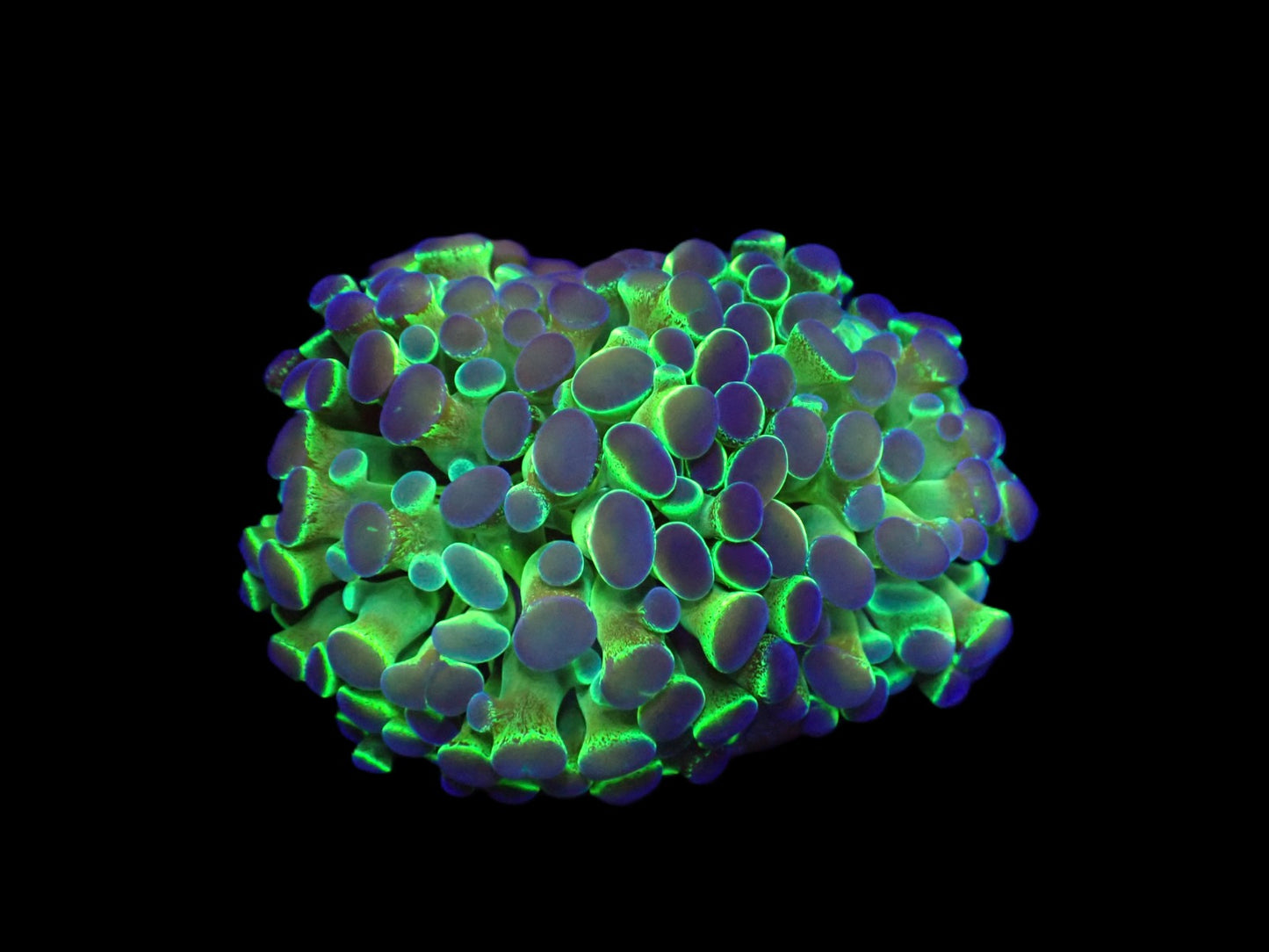 Euphyllia paraancora (Hologram) (2h)