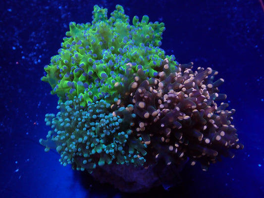 Euphyllia paradivisa (Garden)