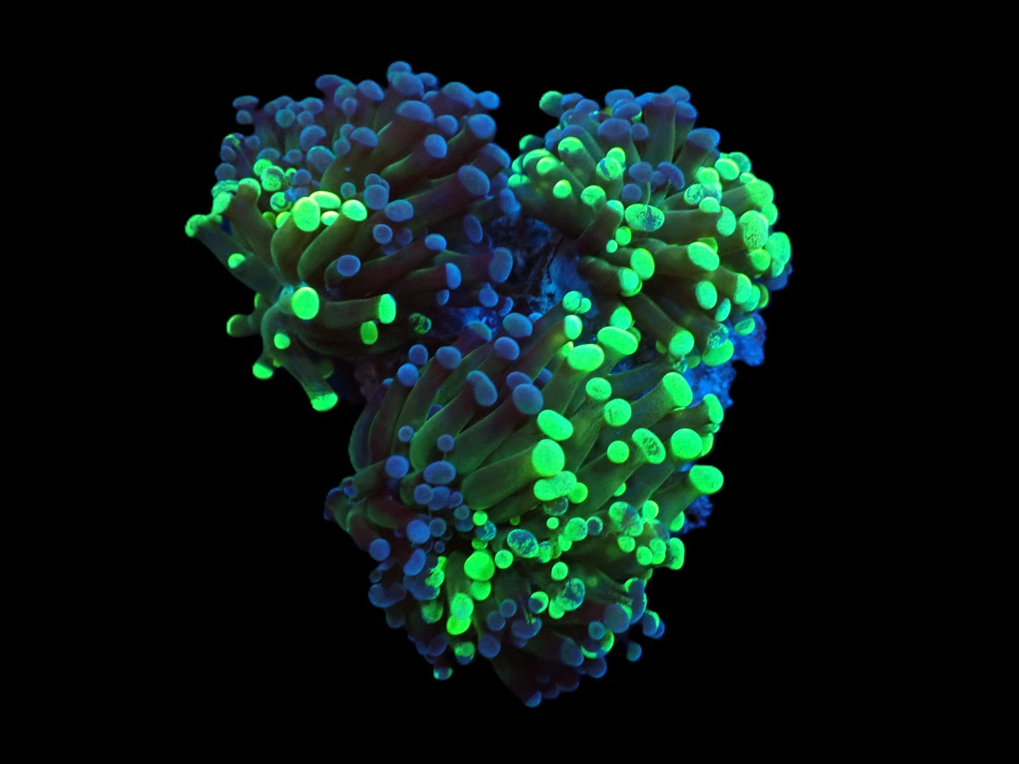Euphyllia paradivisa (Grafted Frammer)