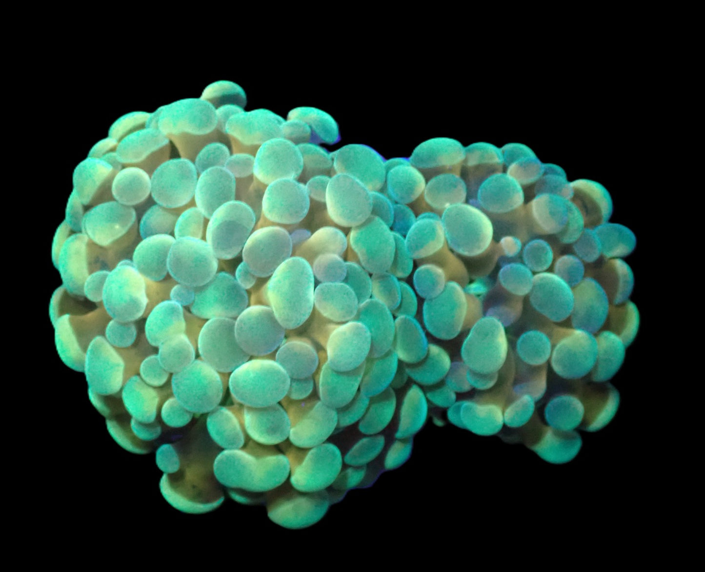 Euphyllia paradivisa (Green-Gold Frammer)