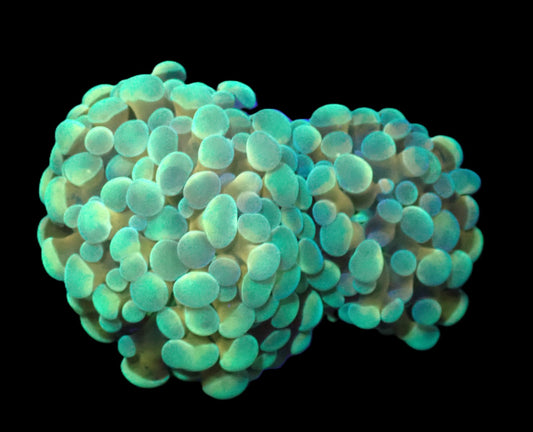 Euphyllia paradivisa (Green-Gold Frammer)