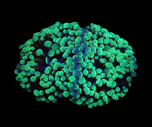 Euphyllia paradivisa (Green Frammer) (S)