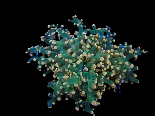 Euphyllia paradivisa (Special)