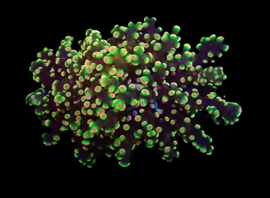 Euphyllia yaeyamaensis (Ultra)