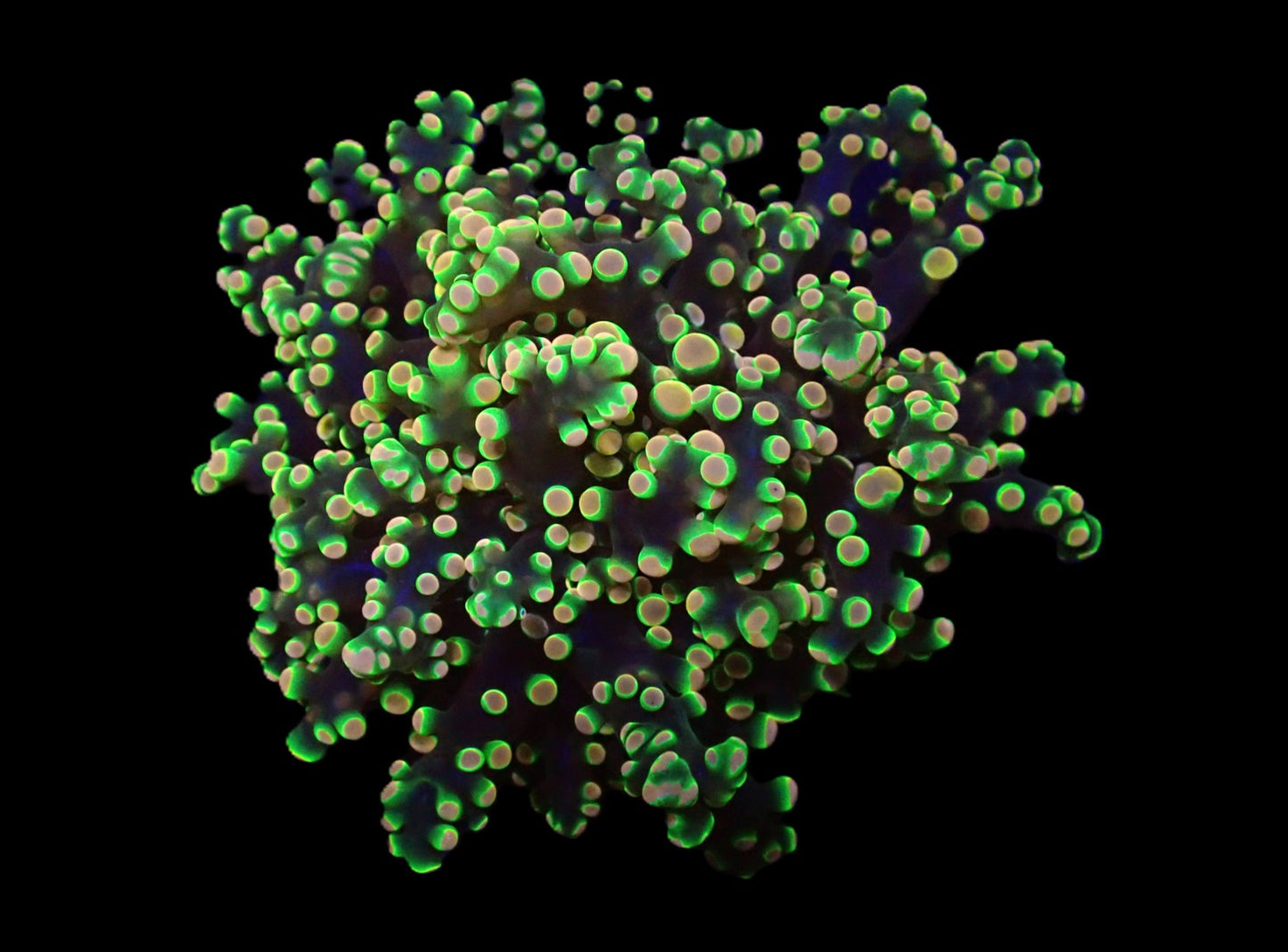 Euphyllia yaeyamaensis (Ultra)