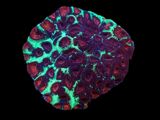 Favia sp. (Christmas)