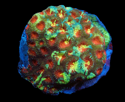 Favia sp. (Special Colored) (L)