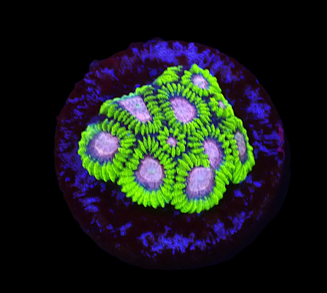 Favia sp. (WWC Space Monkey)