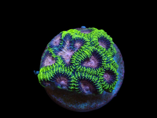 Favia sp. (WWC Space Monkey)