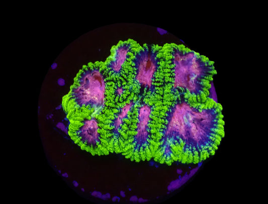 Favia sp. (WWC Space Monkey)