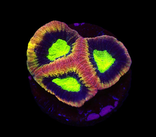 Favites complanata (Dragon Soul)