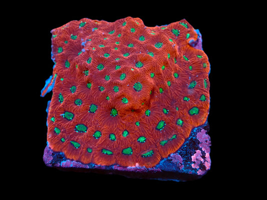 Favites pentagona (Ultra) (M)