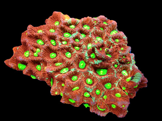 Favites pentagona (Ultra)