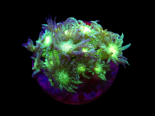 Goniopora sp. (Aussie Glitterbomb)