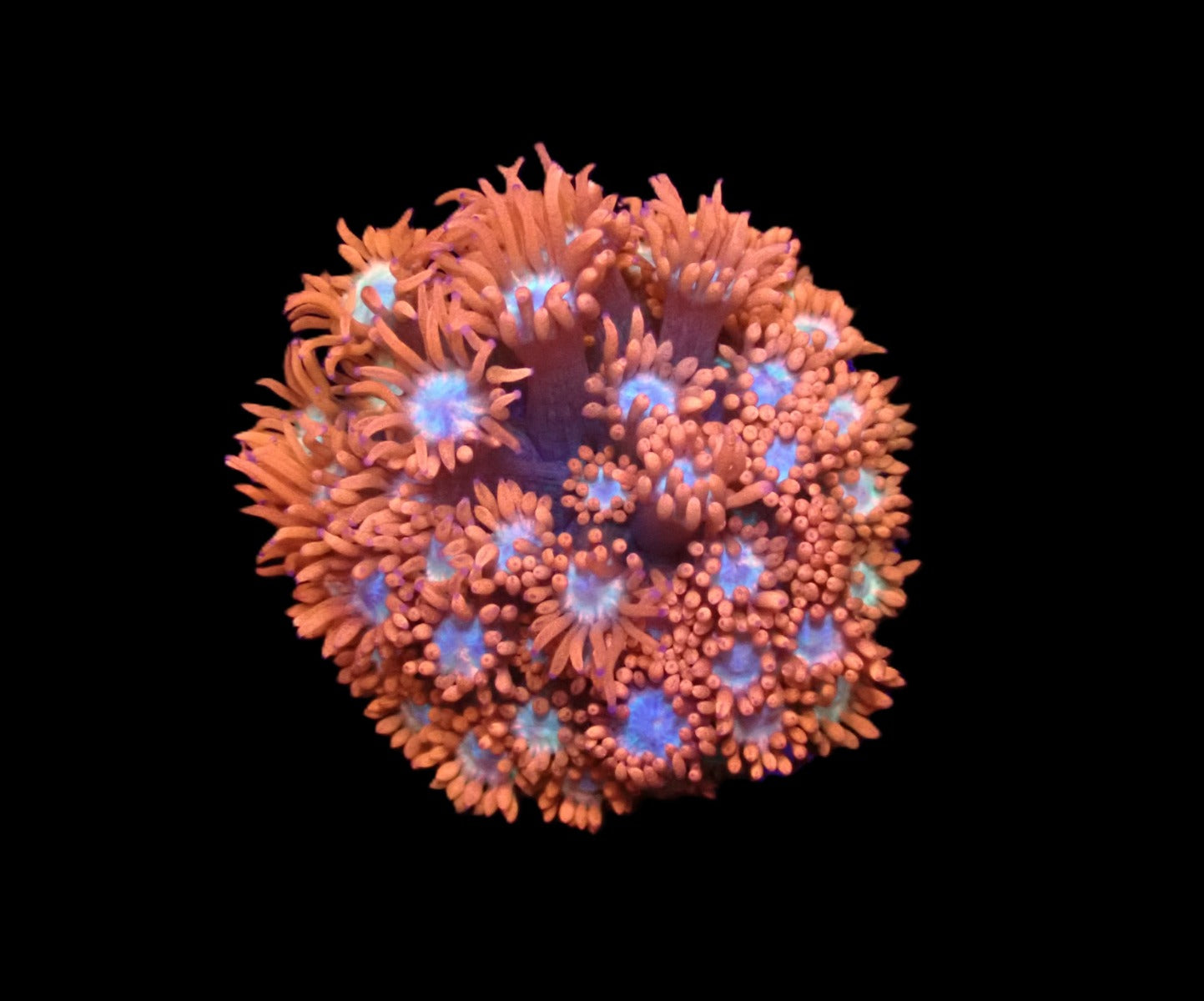 Goniopora sp. (Fire and Ice)