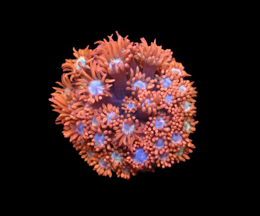 Goniopora sp. (Fire and Ice)