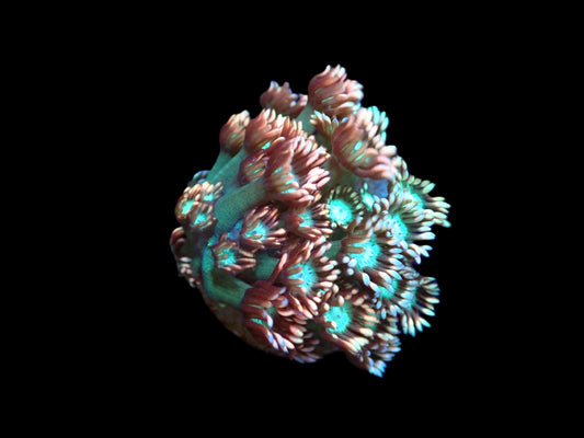 Goniopora sp. (Lavandula) (S)