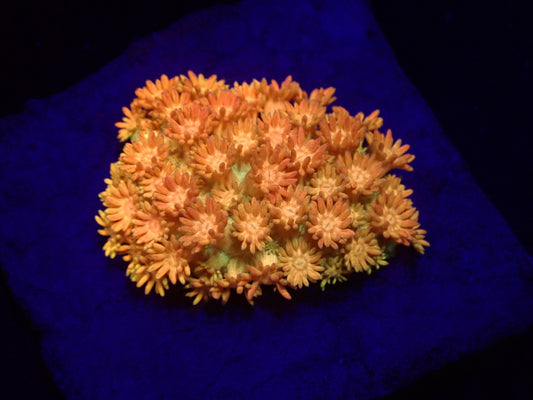 Goniopora sp. (Master Grade)