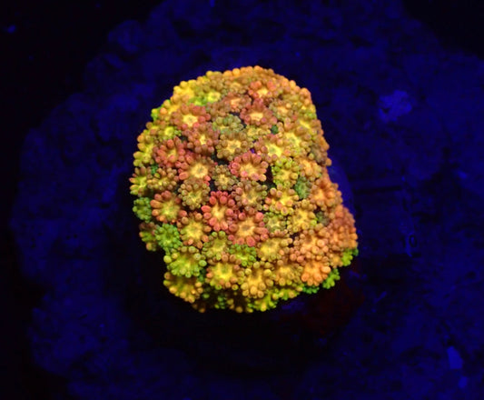 Goniopora sp. (Master Grade)