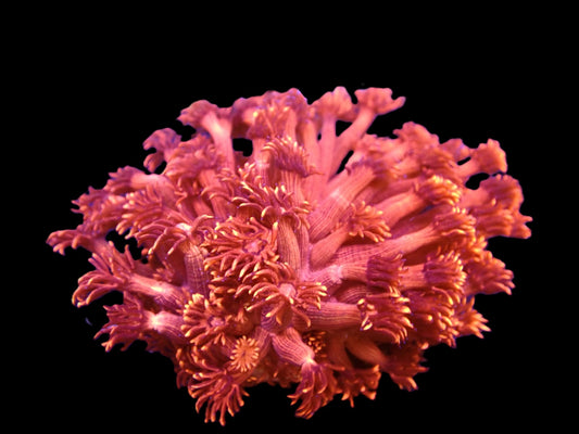 Goniopora sp. Rot Ultra