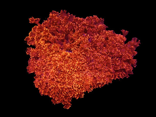 Goniopora sp. (Rot) (Ultra) XL