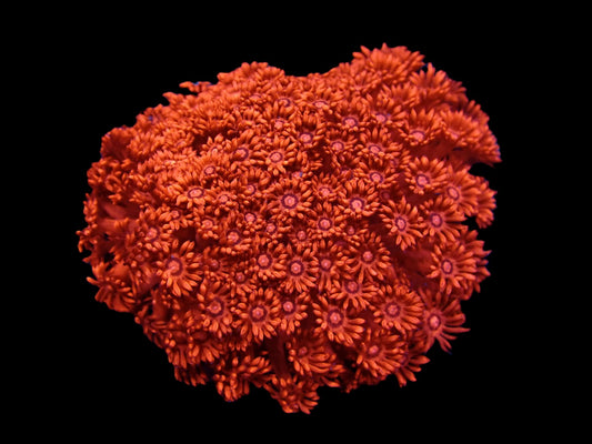 Goniopora sp. (Rot) (Ultra) XXL
