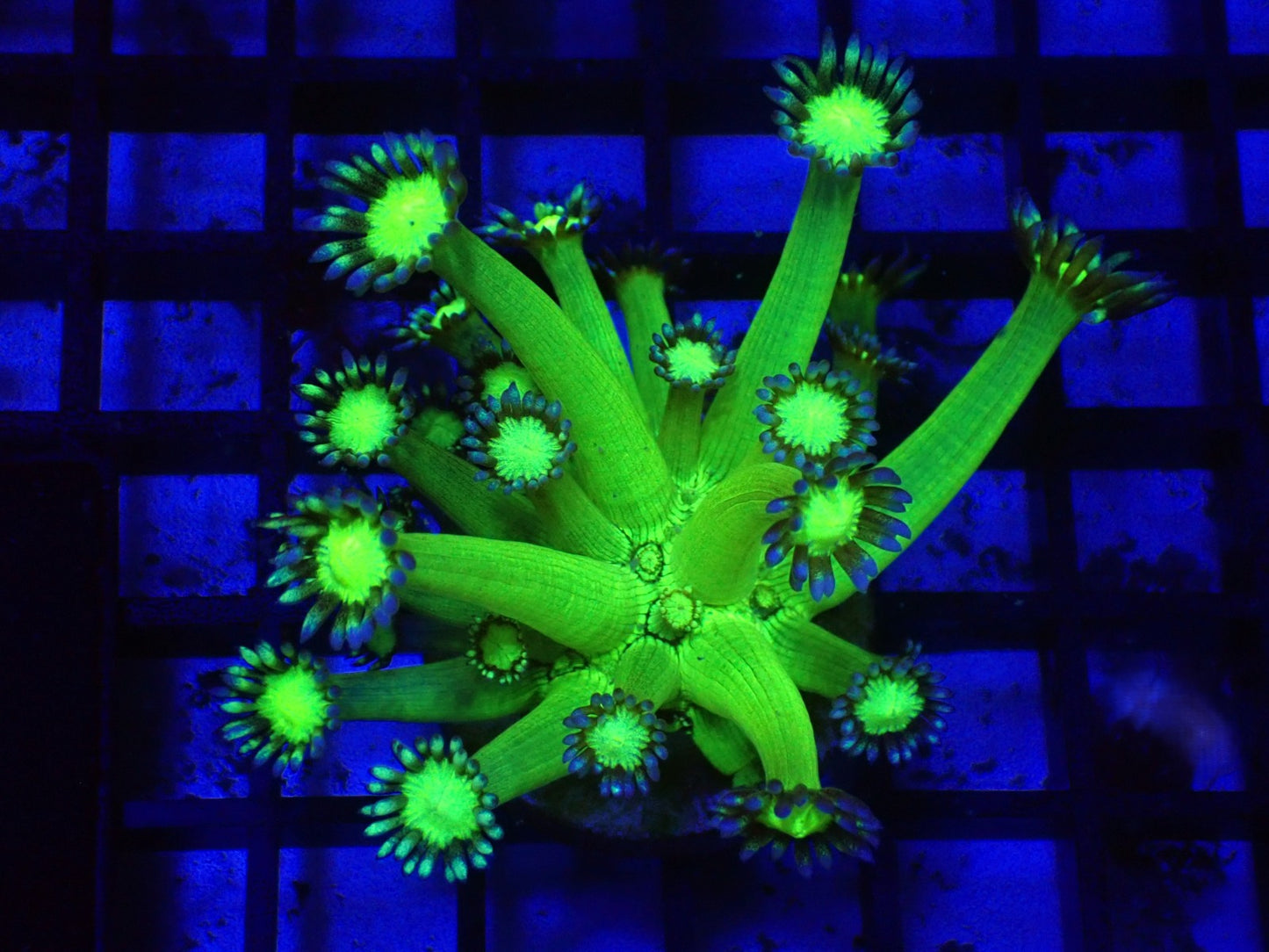 Goniopora sp. (Toxic Green)