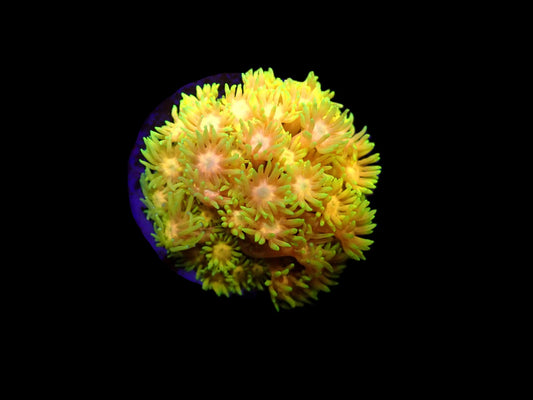 Goniopora sp. (Ultra)