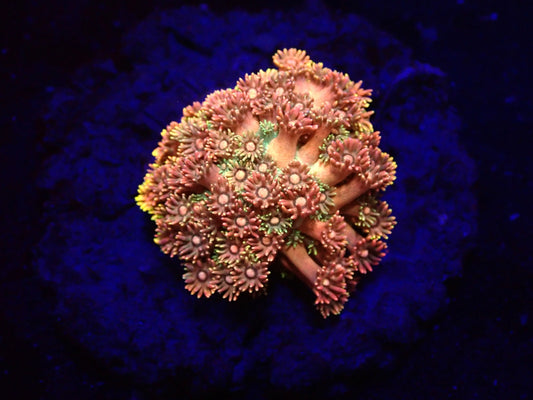 Goniopora sp. (Ultra)