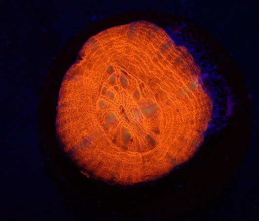 Homophyllia australis (Rot)