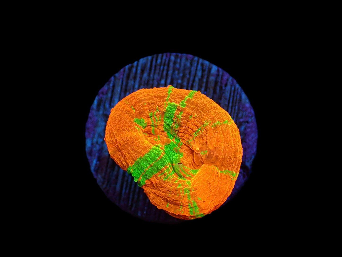 Homophyllia australis (Rev.Bleeding Apple)