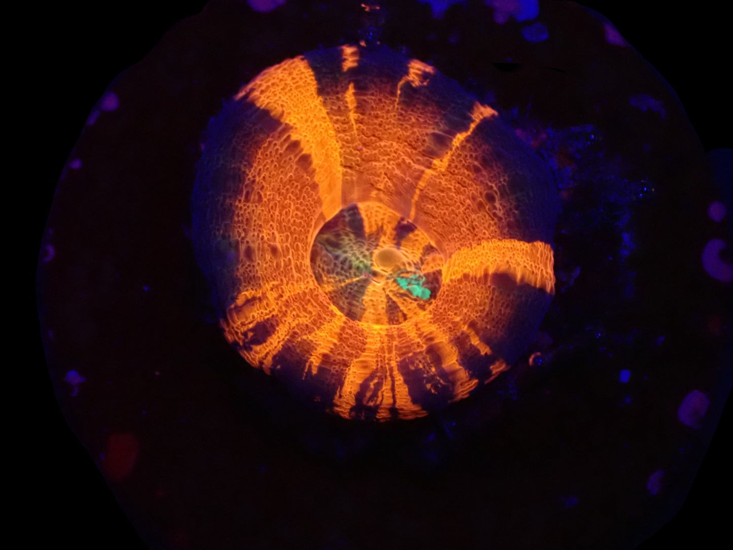 Homophyllia australis (War Paint)