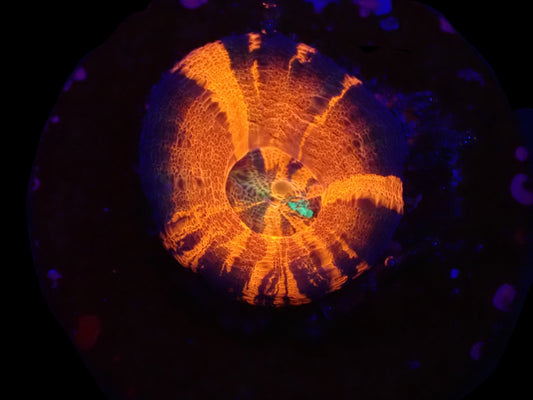 Homophyllia australis (War Paint)