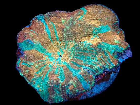 Lobophyllia rowleyensis (Special)