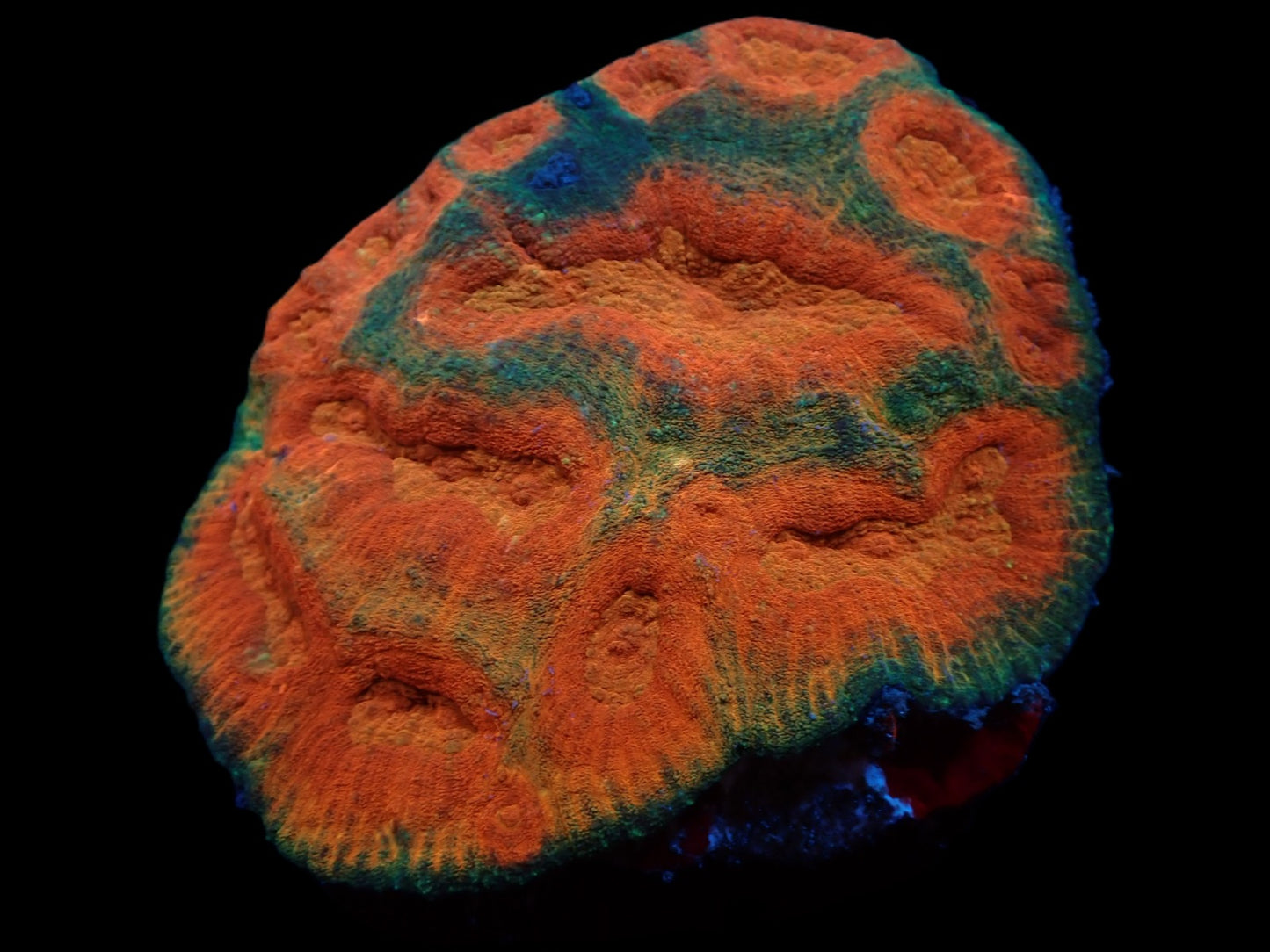 Lobophyllia rowleyensis (Ultra) (XXL)