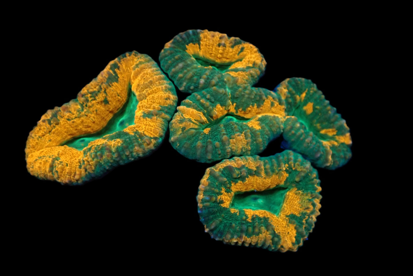 Lobophyllia sp. (Grafted) (L)