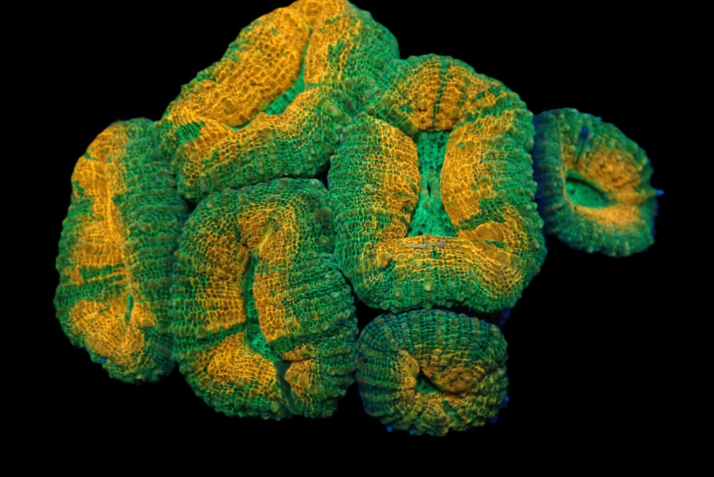 Lobophyllia sp. (Grafted) (L)