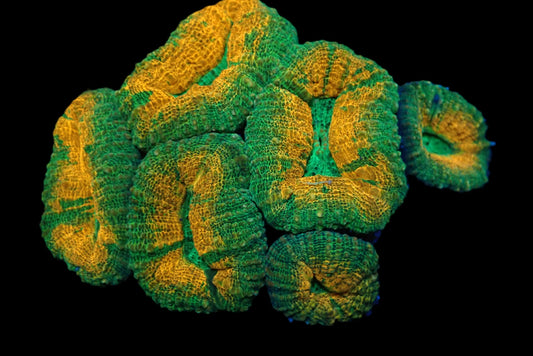 Lobophyllia sp. (Grafted) (L)